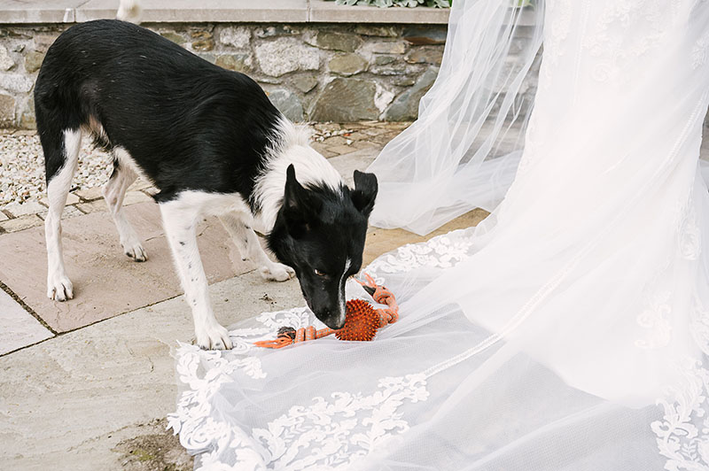 Award winning wedding documentary photograph of a dog with a chew toy on a bride's dress